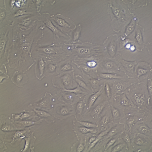 FC-0003 Umbilical Vein Endothelial Cell, 20X