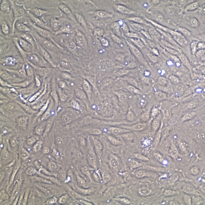 FC-0014 Aortic Endothelial Cell 20X, confluent