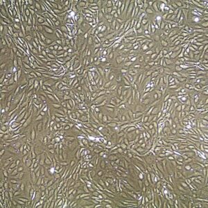 Iliac Artery Endothelial Cells FC-0028