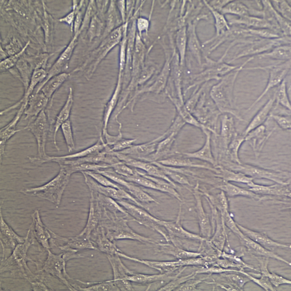 mouse mesenchymal stem cells