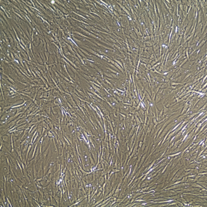 FC-0043 Bladder Smooth Muscle Cell, 10, confluent