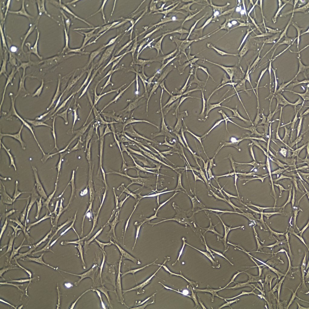 Human Bone Marrow Mesenchymal Stem Cells 9090