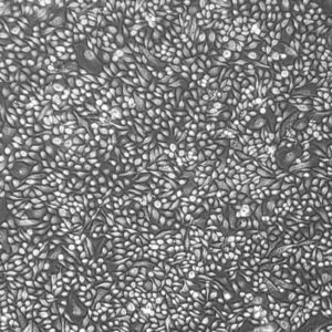 FC-0065, Mammary Epithelial Cells, 10x