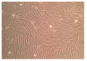 Bone Marrow Mesenchymal Stem Cell Medium