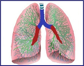 Latest Human Airway Cells Research