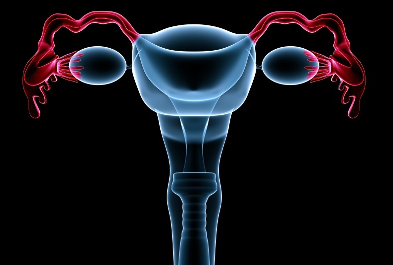 Lifeline Cell Technology Adds Fallopian Tube Epithelial Cells to ...