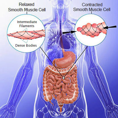 Smooth Muscle Cells