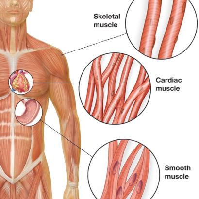 Smooth muscles diagram