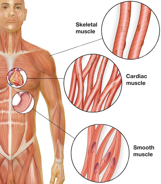 Smooth Muscles Are Likely To Be Found In 