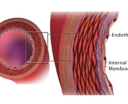 Endothelial Cells