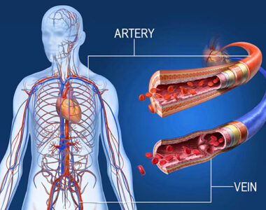 Primary Endothelial Cell Research Studies