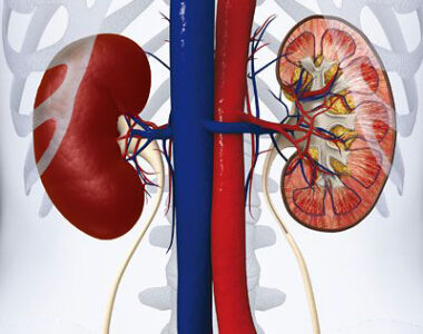 Primary Renal Epithelial Cells in Research