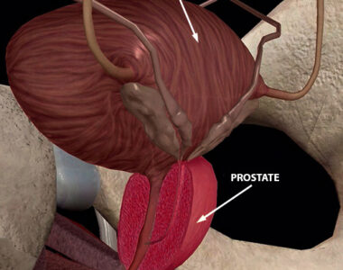 Prostate Anatomy Cancer and Latest Research Studies