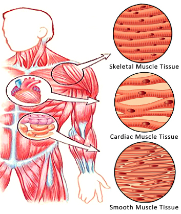 The Role of SO2 in Pulmonary Vascular Remodeling